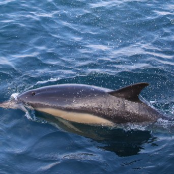 A dolphin swimming in blue ocean water.