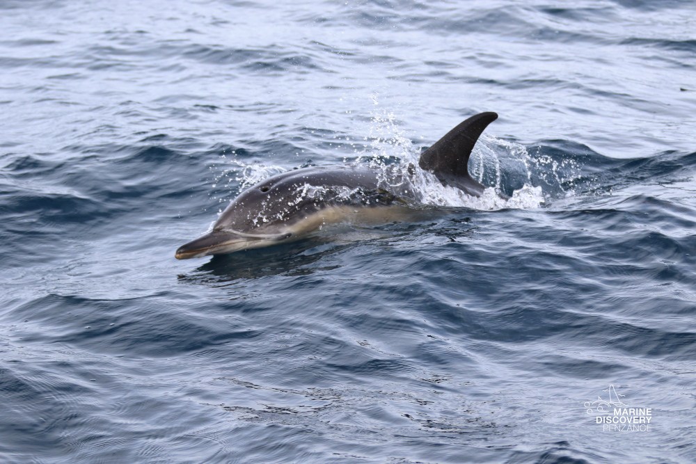 Dolphin swimming in the ocean with water splashing around.