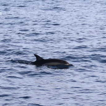A dolphin swimming in the ocean with rippling waves.