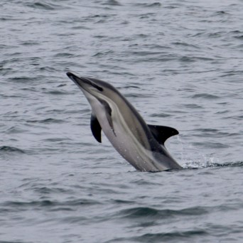 Dolphin leaping vertically out of the water in the ocean.