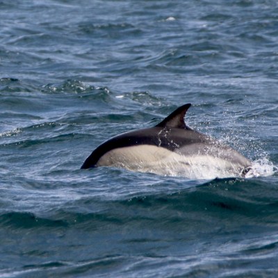 A dolphin swimming just above the ocean's surface with water splashing around.