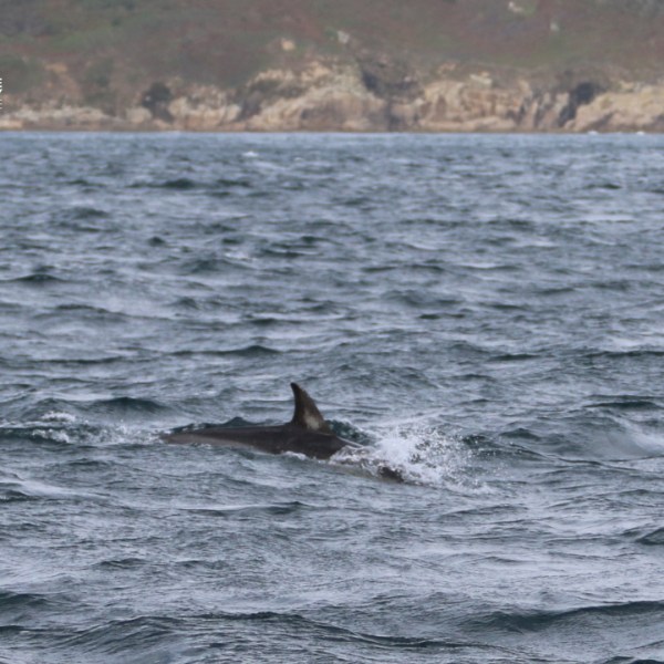 Dolphins swimming in rough sea near a rocky coastline.
