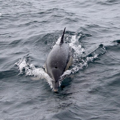 Dolphin swimming in ocean water, with splashes around its head.