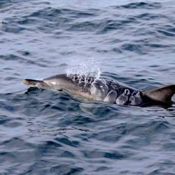 Dolphin swimming in the ocean with water splashing from blowhole.
