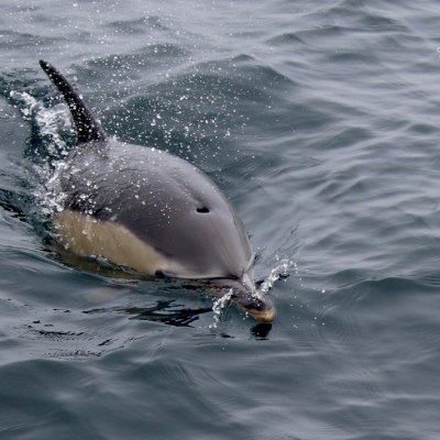 Swimming dolphin near the water surface with ripples around.