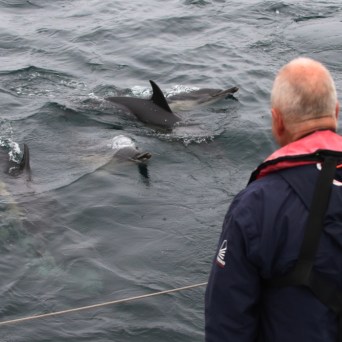 Person on boat observing dolphins swimming in the ocean.