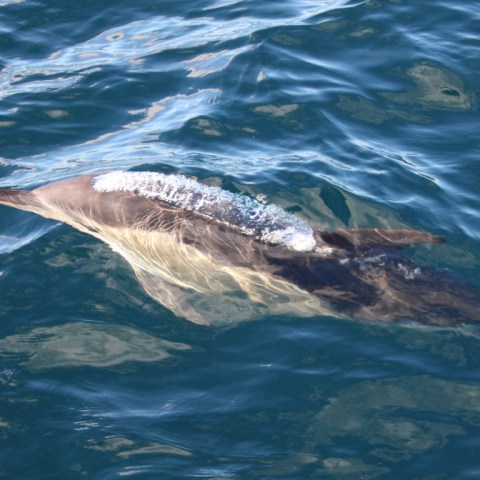 Dolphin swimming in clear blue ocean water.