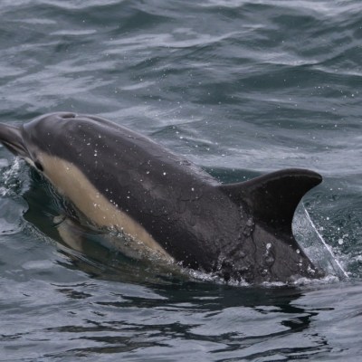 Dolphin swimming near the ocean surface.