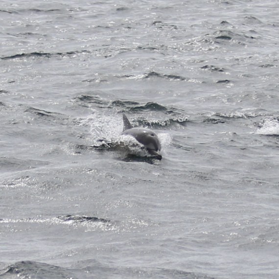 Dolphin swimming in choppy sea waves.