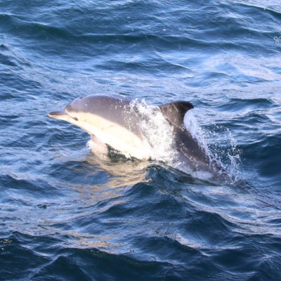 Dolphin jumping out of the ocean water with splashes around.