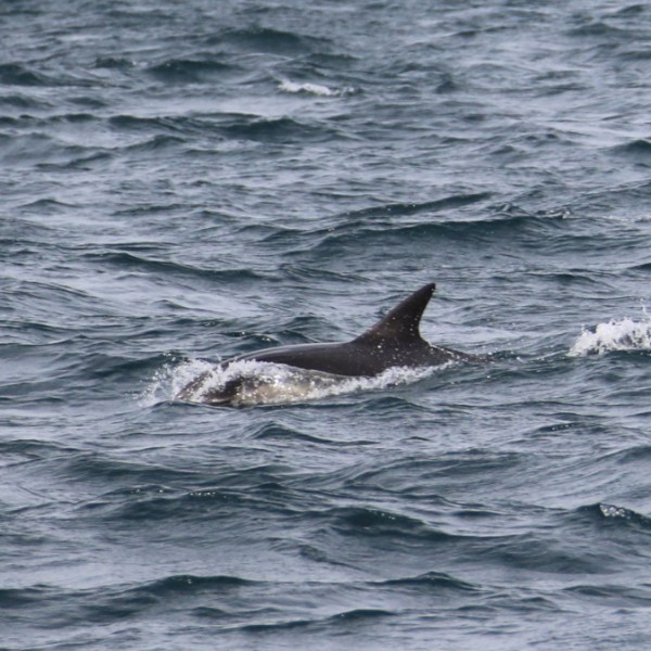 Dolphin swimming in choppy ocean water.