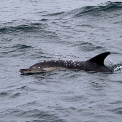 Dolphin swimming at sea with visible fin and splash.
