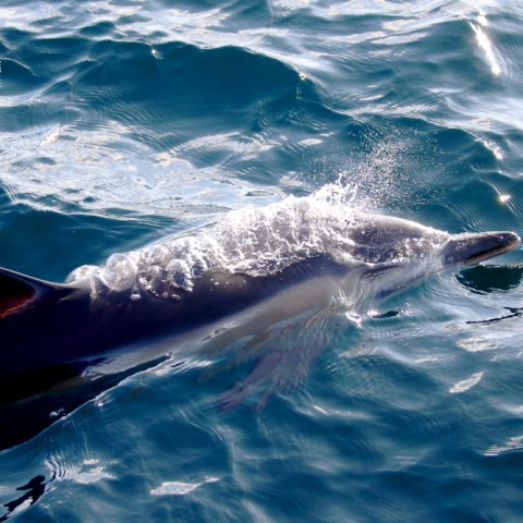 Dolphin swimming in the ocean with water splashes.