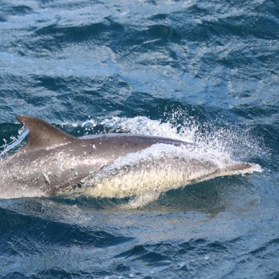 Dolphin swimming through ocean waves with visible splash.