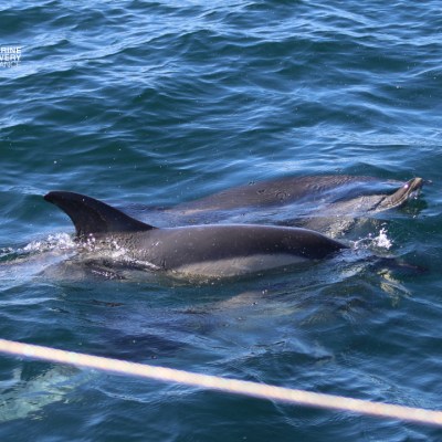 Two dolphins swimming near a boat in blue ocean water.