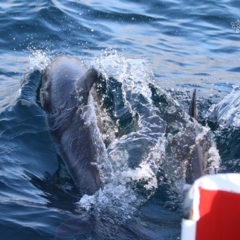 Dolphin swimming near a boat in the ocean.