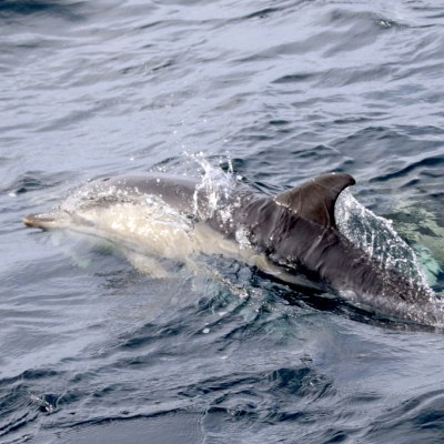 Dolphin swimming in the ocean with water splashing.