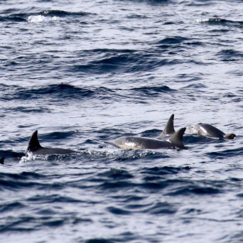 Group of dolphins swimming near the ocean surface.