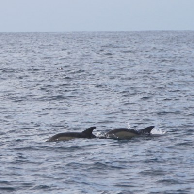 Three dolphins swimming in the ocean with gentle waves.