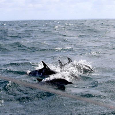 Pod of dolphins swimming in the ocean on a clear day.