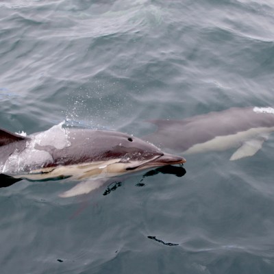 Two dolphins swimming close together in the ocean.