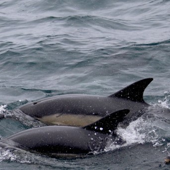 Two dolphins swimming in the ocean, partially submerged.
