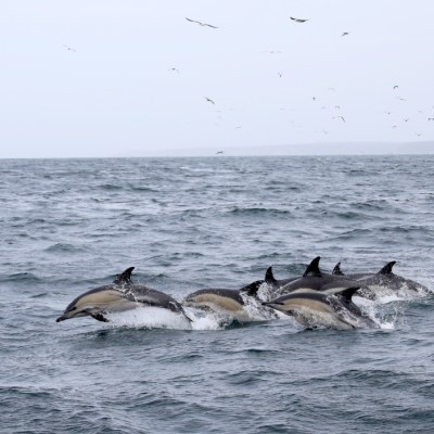 A group of dolphins leaping from the ocean with birds flying above.