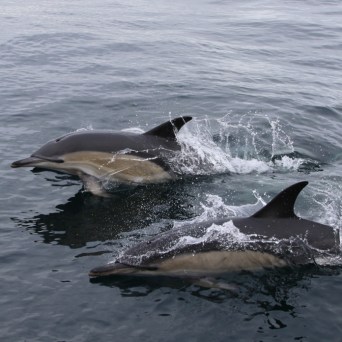 Two dolphins swimming in the ocean with splashes.