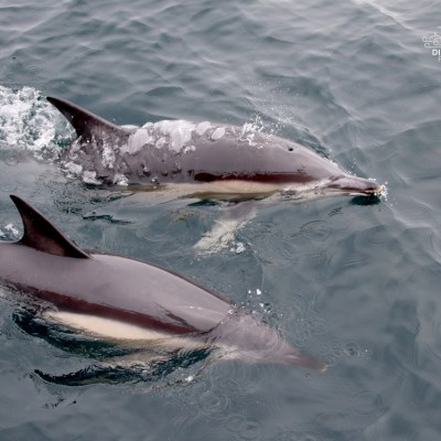 Two dolphins swimming near the ocean surface.