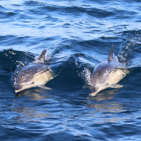 Two dolphins swimming side by side in the ocean.