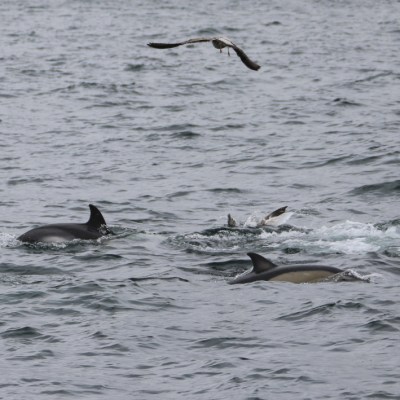 Dolphins swimming near the surface with birds flying overhead.