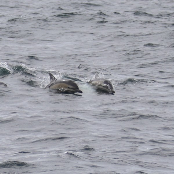 Group of dolphins swimming in the ocean on a cloudy day.