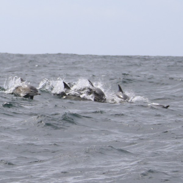 Pod of dolphins swimming in the ocean with choppy waves.