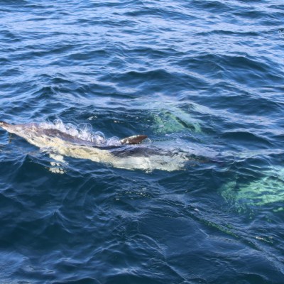 Dolphin swimming near the ocean surface with water splashes.