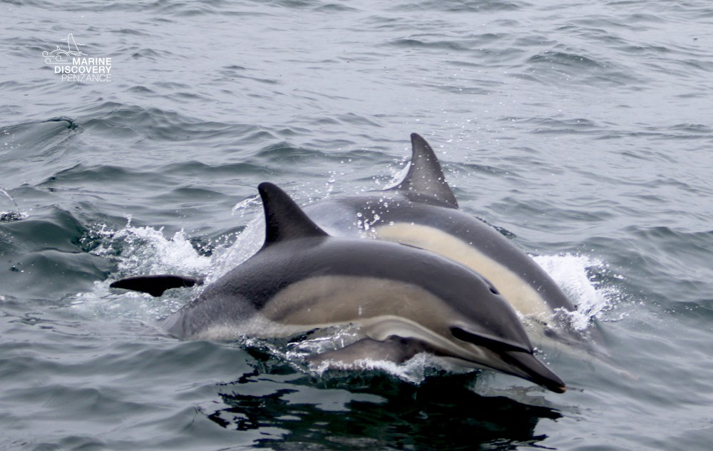 Two dolphins swimming closely together in the ocean waves.