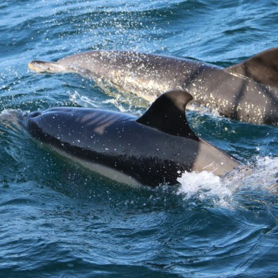 Two dolphins swimming in blue ocean water.