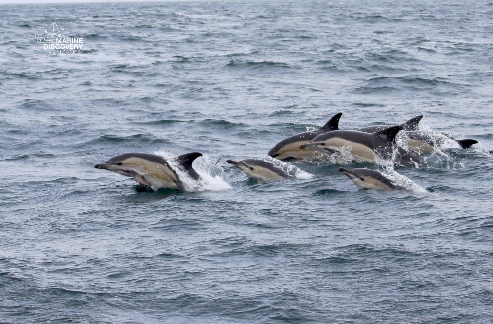 Group of dolphins swimming and leaping in the ocean.