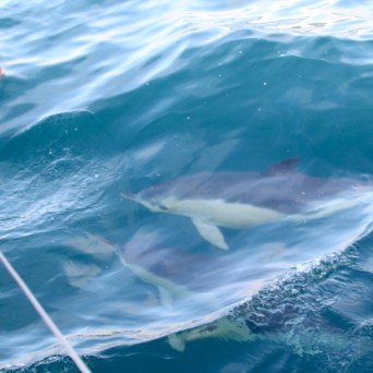 Two dolphins swimming near a boat in clear blue water.