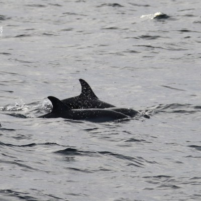 Two dolphins swimming in the ocean.