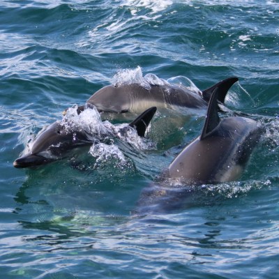 Three dolphins swimming close together in blue ocean water.