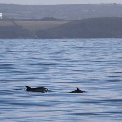 Two dolphins swimming in calm ocean with hilly coastline in the background.