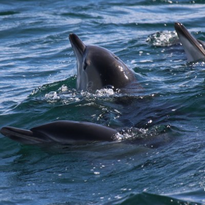 Three dolphins swimming together in the ocean waves.
