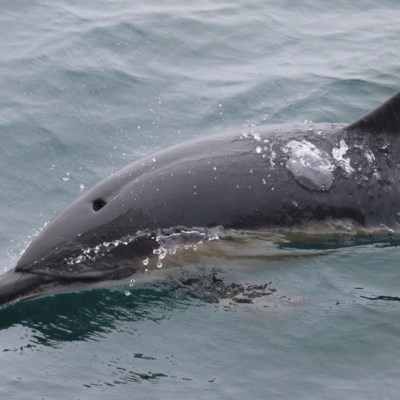 Dolphin swimming in the ocean with water splashes on its back.