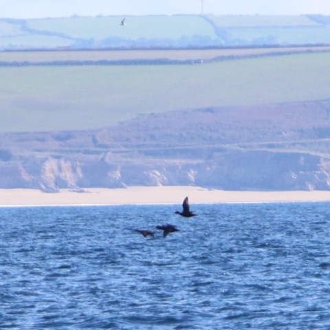 Two birds flying over ocean with distant cliffs and fields in background.