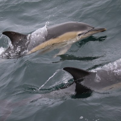 Two dolphins swimming in the ocean, partially submerged.