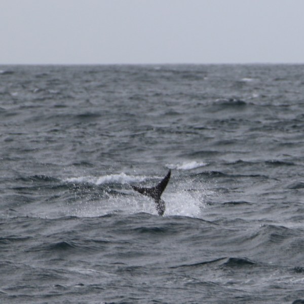 Dolphin fin visible above wavy sea surface under cloudy sky.