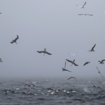 Seagulls flying over a foggy ocean.