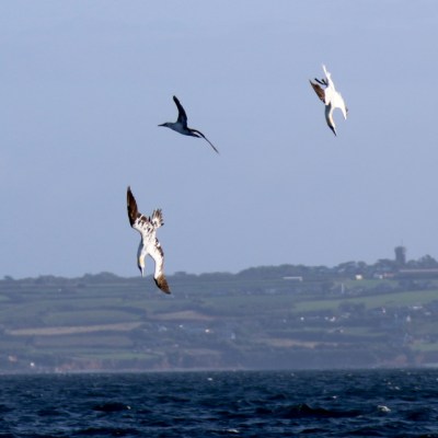Three birds diving above the sea with a distant coast in the background.