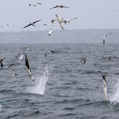 Seabirds diving into ocean with splashes, cloudy sky.