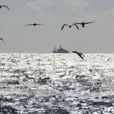 Seabirds flying over ocean with ship silhouette on horizon.